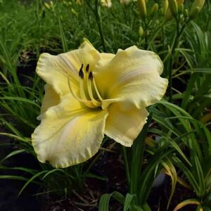 Hemerocallis 'Gentle Shepherd' ---